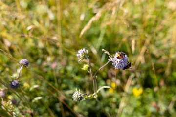 Mountain flowers in the Ukrainian Carpathians. Close-up macro view.