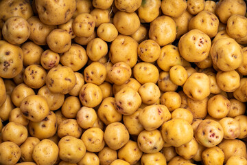 Organic Criollo potato in the traditional Colombian market - Solanum phureja