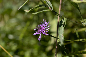 Mountain flowers in the Ukrainian Carpathians. Close-up macro view.