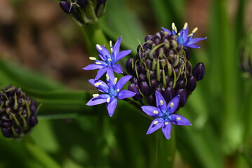 Cuban lily (Scilla peruviana) flowewrs. Asparagaceae perennial plants. Native to the Mediterranean coast, with blue-purple panicles from March to June.