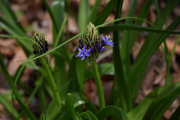 Cuban lily (Scilla peruviana) flowewrs. Asparagaceae perennial plants. Native to the Mediterranean coast, with blue-purple panicles from March to June.