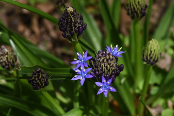 Cuban lily (Scilla peruviana) flowewrs. Asparagaceae perennial plants. Native to the Mediterranean coast, with blue-purple panicles from March to June.