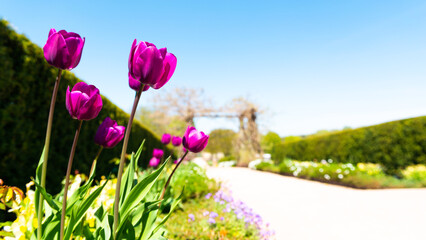 field of tulips flowers in the park perspective banner vanishing point 