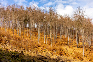 Frühlingswanderung durch den Thüringer Wald bei Floh-Seligenthal - Thüringen - Deutschland