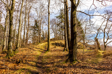 Frühlingswanderung durch den Thüringer Wald bei Floh-Seligenthal - Thüringen - Deutschland