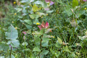 Mountain flowers in the Ukrainian Carpathians. Close-up macro view.