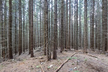 Mountain forest in the Ukrainian Carpathians.