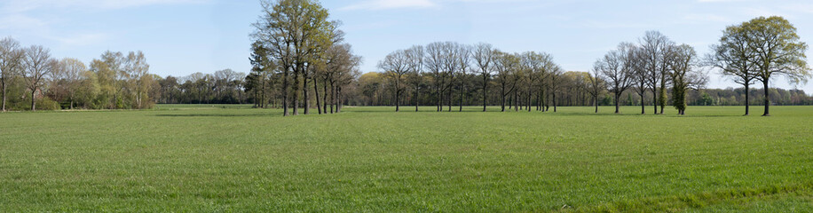 Fototapeta na wymiar Typical Dutch flat landscape with green meadow, a row of trees on the horizon with a farm on the left and blue sky in spring. Widescreen