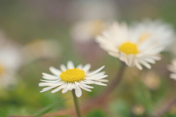 macro picture of a flower in a meadow, a daisy