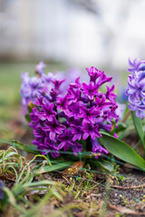beautiful purple flower spring hyacinth in the garden