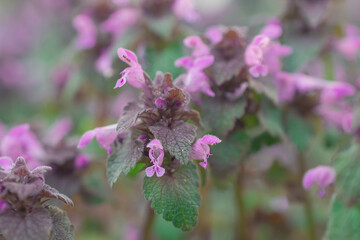 Corydalis cava early spring wild forest flowers in bloom, white violet purple flowering ground beautiful small plants with green leaves