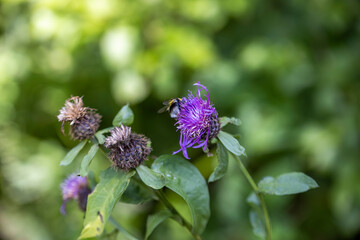 A bee on a purple flower. Close-up macro view.