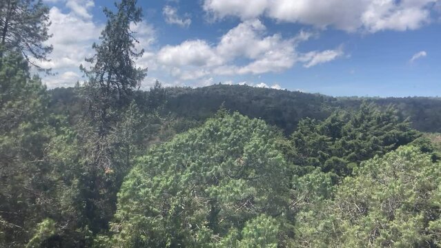 View of the Tree Canopy Along the Road to Arvi Park, Colombia