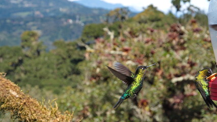 Fiery-throated hummingbird (Panterpe insignis) in flight at Paraiso Quetzal Lodge, in the cloud forest near San Jose, Costa Rica