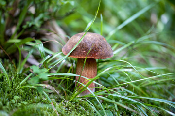 Mushroom in the mountain forest on a summer day. Close up macro view.