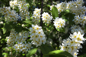 branches of blossoming bird cherry on a May day