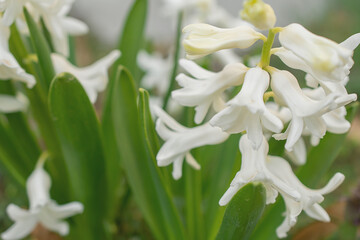 Hyacinthus orientalis flower on an abstract background. White (Carnegie) hyacinth. Hello Spring. 