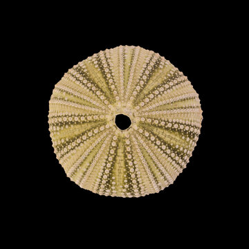 Dead Sea Urchin Skeleton Isolated Over Dark Background