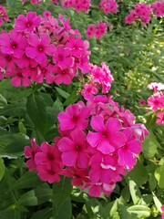 crimson inflorescences of blooming Phlox. floral wallpaper