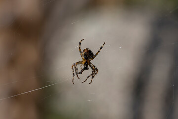 Spider on a web on a natural background. Close-up macro view.