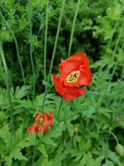 beautiful scarlet and red poppy on a blurry background. Desktop Wallpapers