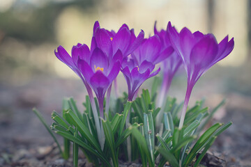 Group of purple crocus flowers on a spring meadow. Crocus blossom. Mountain flowers. Spring landscape.	