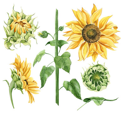 Hand drawn watercolor sunflowers with leaves and stems. Set of yellow flowers on a white background for cards, wedding invitations, posters, backgrounds, business cards, scrapbooking, notebooks