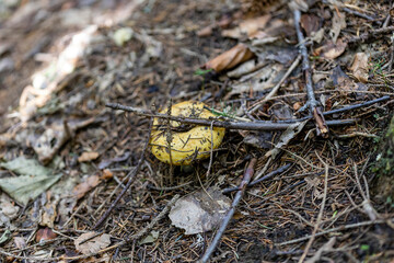 Mushroom in the mountain forest on a summer day. Close up macro view.