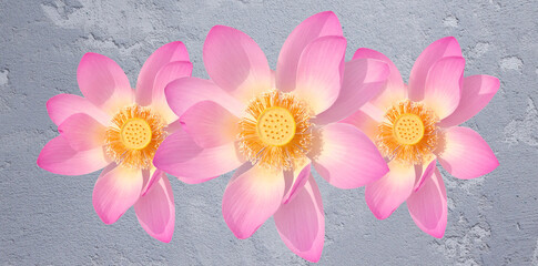 pink lotus flower. Floral background, wallpaper, fresh, peaceful, minimal.