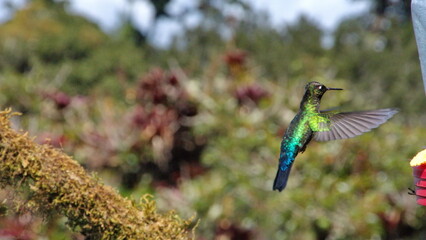 Fiery-throated hummingbird (Panterpe insignis) in flight at Paraiso Quetzal Lodge, in the cloud forest near San Jose, Costa Rica