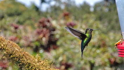 Fiery-throated hummingbird (Panterpe insignis) in flight at Paraiso Quetzal Lodge, in the cloud forest near San Jose, Costa Rica