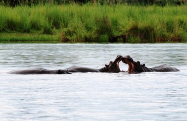 Fototapeta premium Namibia River 26