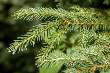 Coniferous branch. Close-up macro view.