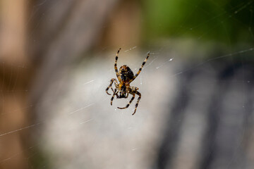 Spider on a web on a natural background. Close-up macro view.