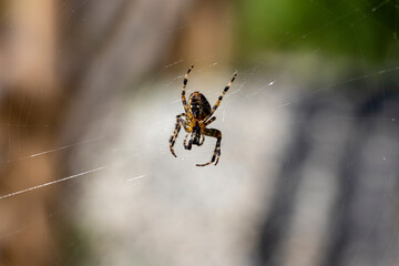 Spider on a web on a natural background. Close-up macro view.