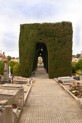 Durchgang des Hauptweges durch Koniferen
Friedhof auf Spaniens Insel Palma de Mallorca