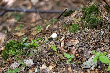 Mushroom in the mountain forest on a summer day. Close up macro view.