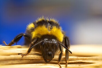 beautiful yellow furry bumblebee close-up.