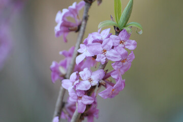 Naklejka na ściany i meble Flowering mezereum (Daphne mezereum) plant in forest. April, Belarus