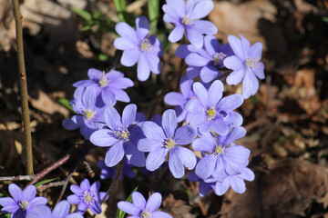 Flowering common hepatica or liverwort (Hepatica nobilis) plants in forest. April, Belarus