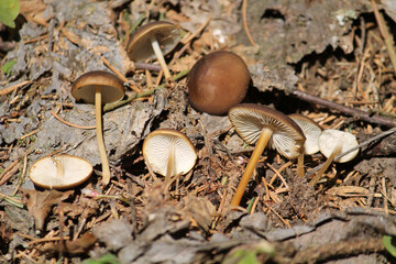 Spruce-cone cap (Strobilurus esculentus) mushrooms in wild. April, Belarus
