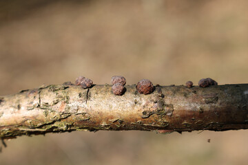 Hypoxylon fragiforme (Beech Woodwax) on branch. April, Belarus