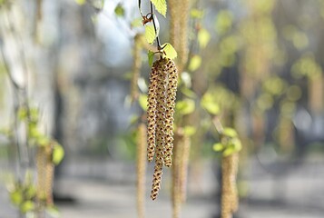young birch catkins on a green background