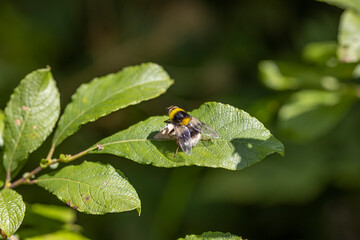 A bee on a green leaf lit by sunlight. Close-up macro view.