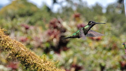 Talamanca hummingbird (Eugenes spectabilis) in flight at Paraiso Quetzal Lodge, in the cloud forest near San Jose, Costa Rica