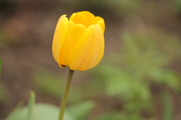 yellow tulip flower