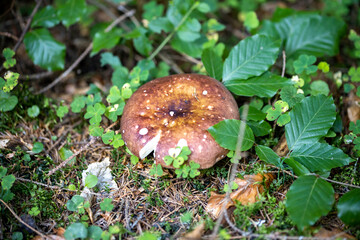 Mushroom in the mountain forest on a summer day. Close up macro view.