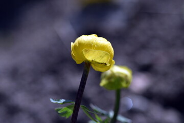 Gelbe Bl&uuml;te einer Trollblume