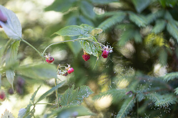 Fototapeta premium Ripe raspberries. Close-up macro view.