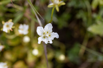 Mountain flowers in the Ukrainian Carpathians. Close-up macro view.